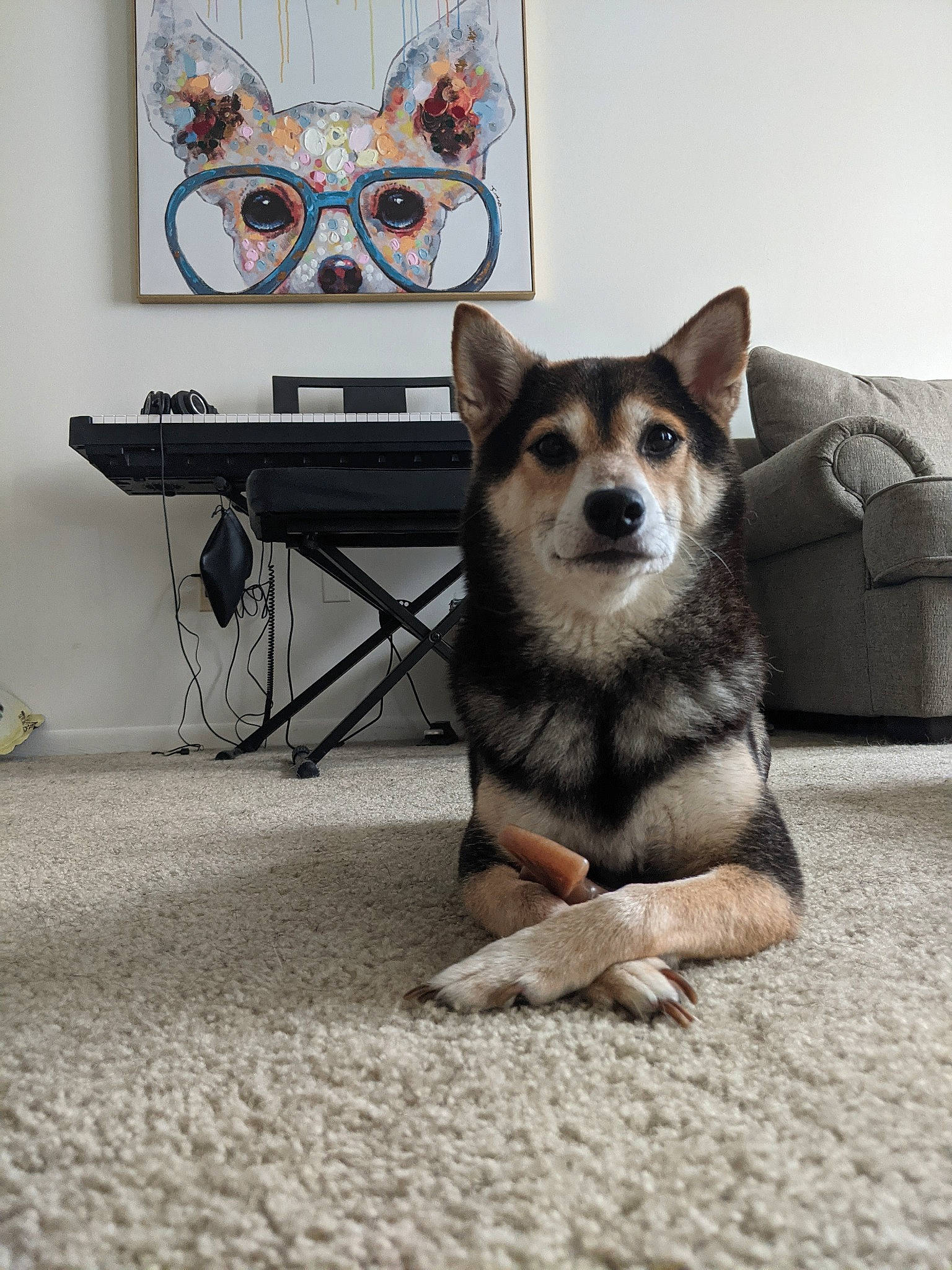 Bonzai joined the competition — help win amazing prizes! carnivore, companion_dog, corgi_chihuahua, dog, dog_breed, dog_supply, door, fawn, flooring, fur, grey, picture_frame, road_surface, snout, table, tail, television, terrestrial_animal, whiskers, working_dog