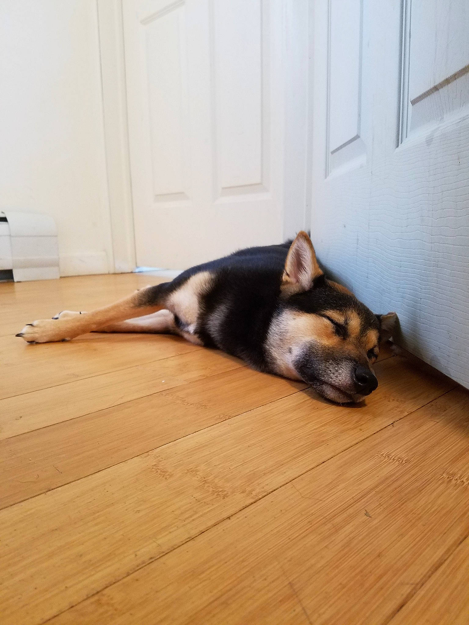 Bonzai joined the competition — help win amazing prizes! carnivore, comfort, companion_dog, dog, dog_breed, door, floor, flooring, foot, fur, hardwood, laminate_flooring, room, snout, sporting_group, tail, terrestrial_animal, wood, wood_flooring, wood_stain