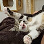 cat, stretching, paw, teeth, feline, indoor, pet, blanket, fur, whiskers, playful, home, cozy, cute, animal, relaxing, scratching_post, cat_house, tabby, claws