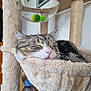 Nouki participe au concours pour gagner de l'argent avec cette photo : cat, sleeping, cat_tree, hammock, plush, indoor, pet, feline, relaxed, tongue_out, close_up, cozy, fur, whiskers, pink_nose, home, toy_balls, scratching_post, resting, domestic_cat