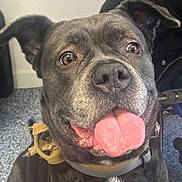 Tina participe au concours pour gagner de l'argent avec cette photo : dog, black_dog, sitting, portrait, tongue_out, panting, happy, smiling, pet, collar, white_chest, short_hair, floppy_ears, brown_eyes, nose, indoors, vehicle, seat, carpet, close_up
