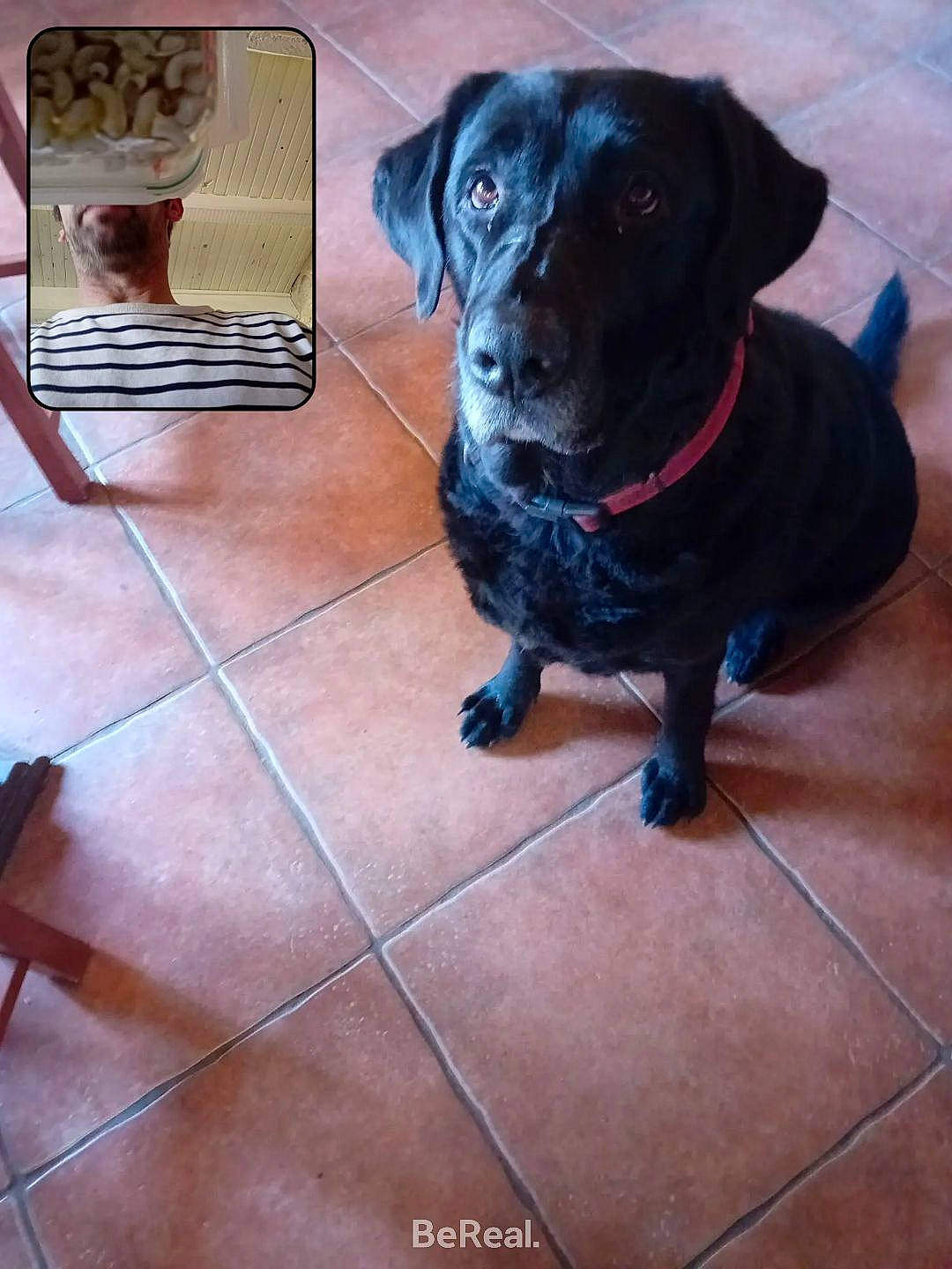 Paluche a rejoint le concours — aidez-le/la à gagner de superbes lots ! borador, canidae, carnivore, collar, companion_dog, dog, dog_breed, dog_collar, electric_blue, floor, flooring, fur, gun_dog, pet_supply, rectangle, snout, sporting_group, tile_flooring, whiskers, working_animal