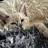 Kat is registered to the contest to win money with this photo: kitten, cat, furry, blanket, cozy, sleepy, closeup, pet, cute, whiskers, fur, indoor, soft, resting, animal, young, ears, relaxed, comfort, fluffy
