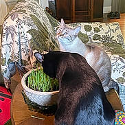 Kat joined the competition — help win amazing prizes! cat, indoor, table, plant, grass, couch, patterned, furniture, wood, black_cat, gray_cat, curious, domestic, pet, cozy, cushion, decor, home, quiet, relaxed