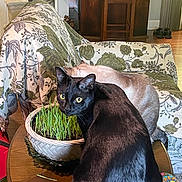 Kit is registered to the contest to win money with this photo: black_cat, cat, indoor, furniture, table, plant, greenery, living_room, couch, patterned_fabric, pet, animal, curious, relaxed, domestic, cozy, wood_floor, houseplant, tabletop, yellow_eyes