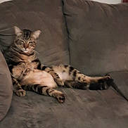 Daniel Tiger is registered to the contest to win money with this photo: animal, cat, comfort, couch, cozy, domestic, ears, feline, fur, home, indoor, laying_down, living_room, pet, relaxing, resting, sleepy, striped, tabby, whiskers