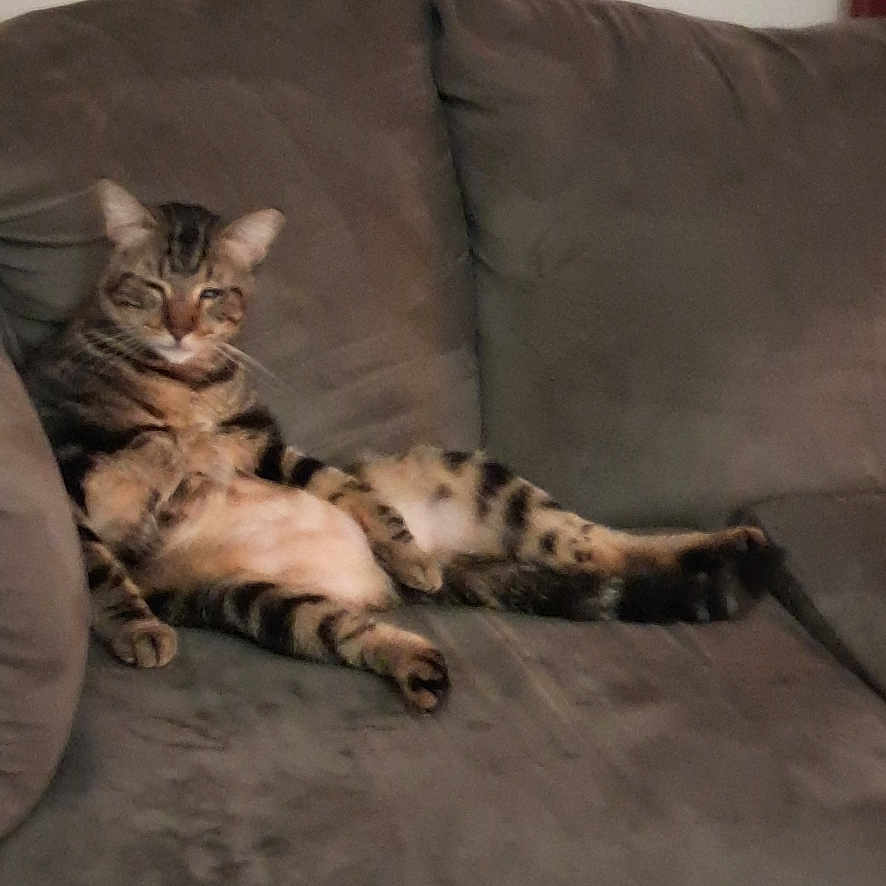 Daniel Tiger is registered to the contest to win money with this photo: animal, cat, comfort, couch, cozy, domestic, ears, feline, fur, home, indoor, laying_down, living_room, pet, relaxing, resting, sleepy, striped, tabby, whiskers