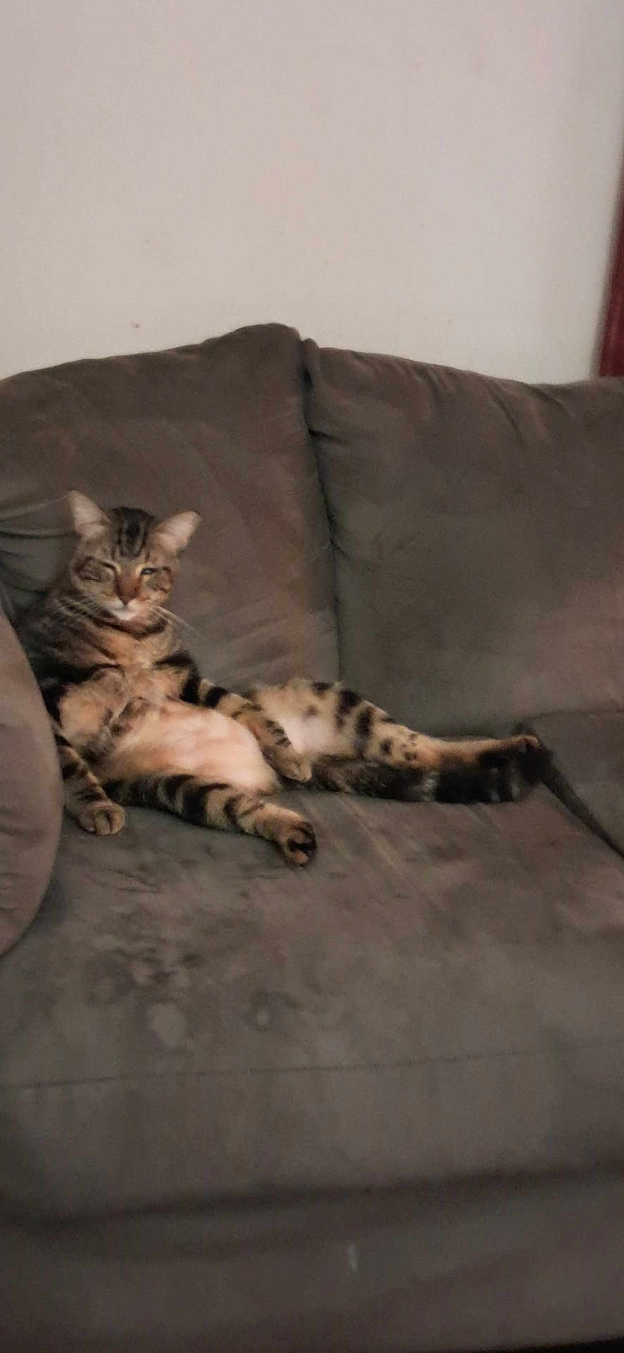 Daniel Tiger is registered to the contest to win money with this photo: animal, cat, comfort, couch, cozy, domestic, ears, feline, fur, home, indoor, laying_down, living_room, pet, relaxing, resting, sleepy, striped, tabby, whiskers