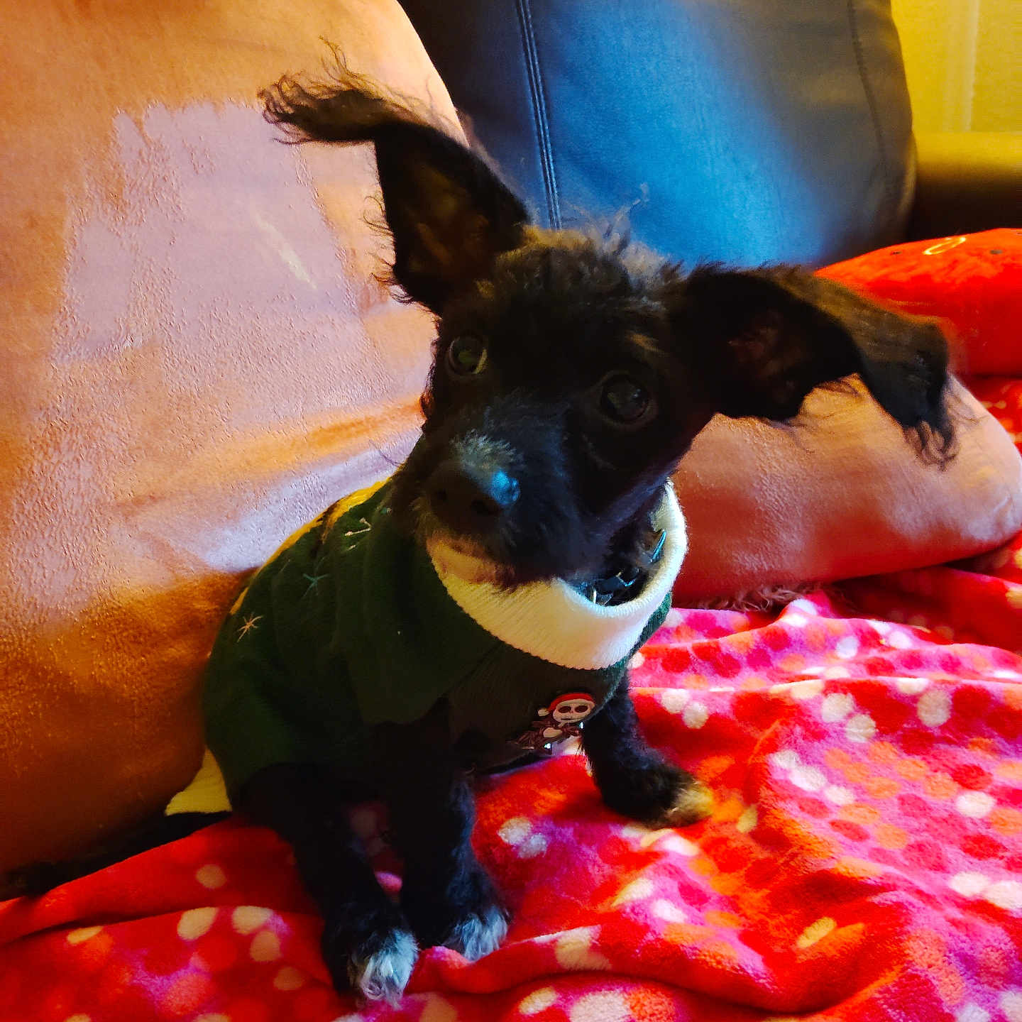 Lucky is registered to the contest to win money with this photo: animal, black_dog, blanket, couch, cute, dog, ears, fur, green_sweater, indoor, leather_couch, looking_up, pet, pet_clothing, pillow, pink_blanket, polka_dot, puppy, small_dog, sweater