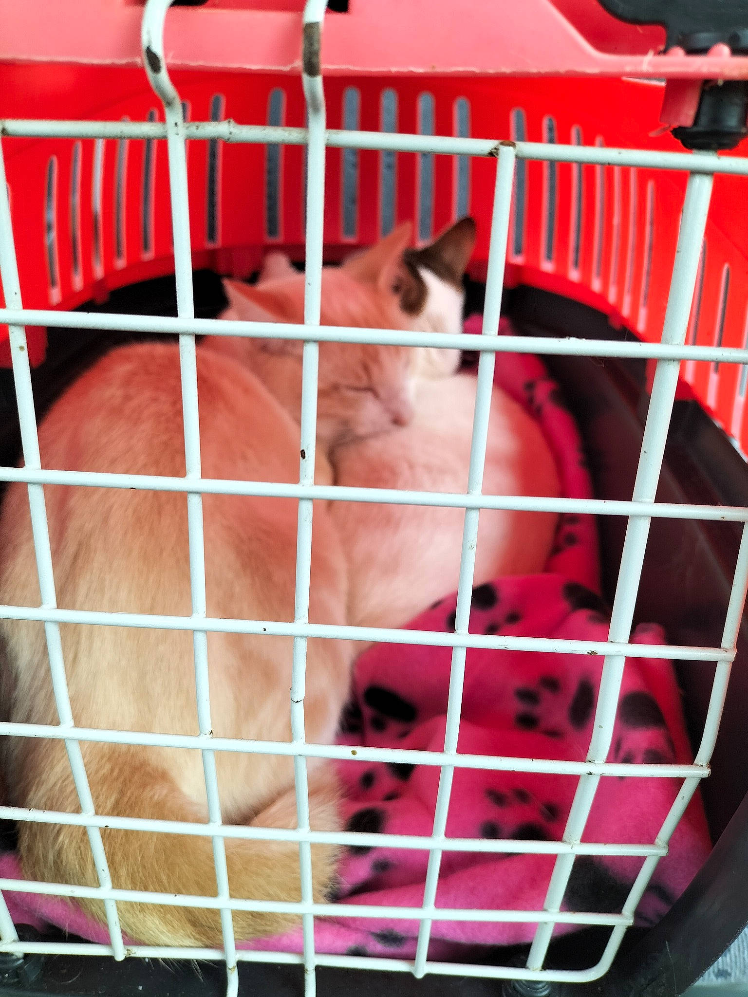 Snow participe au concours pour gagner de l'argent avec cette photo : animal_shelter, cage, canidae, carnivore, cat, fawn, felidae, fur, kennel, mammal, organ, pet_supply, pink, rodent, service, small_to_medium_sized_cats, snapshot, snout, vertebrate, whiskers