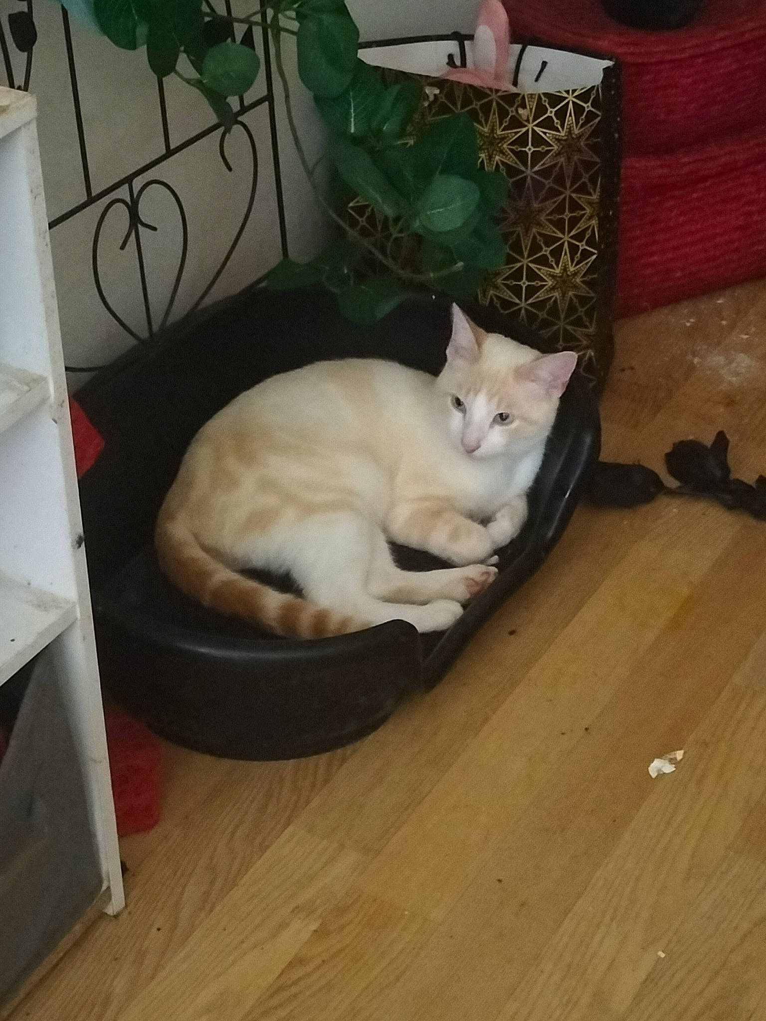 Snow participe au concours pour gagner de l'argent avec cette photo : carnivore, cat, comfort, companion_dog, dog_breed, domestic_short_haired_cat, fawn, felidae, floor, flooring, hardwood, laminate_flooring, small_to_medium_sized_cats, snout, table, tail, whiskers, wood, wood_flooring, wood_stain