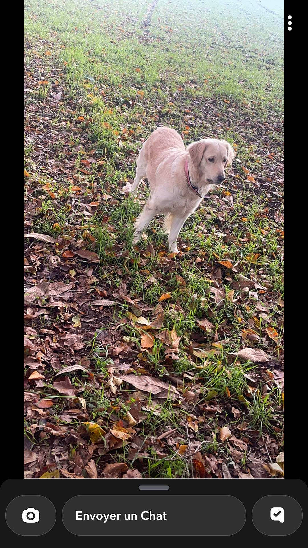Naya participe au concours pour gagner de l'argent avec cette photo : canidae, carnivore, companion_dog, display_device, dog, dog_breed, fawn, grass, gun_dog, labrador_retriever, non_sporting_group, people_in_nature, plant, rectangle, retriever, soil, sporting_group, tail, terrestrial_animal, working_animal