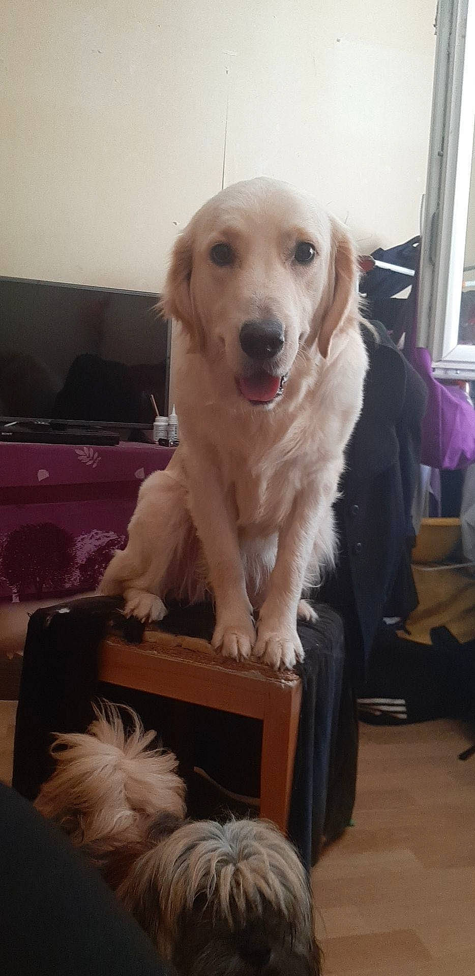 Naya a rejoint le concours — aidez-le/la à gagner de superbes lots ! carnivore, chair, companion_dog, curtain, dog, dog_breed, flooring, fur, golden_retriever, gun_dog, happy, plant, retriever, sporting_group, sports_equipment, tree, whiskers, window, working_animal, working_dog