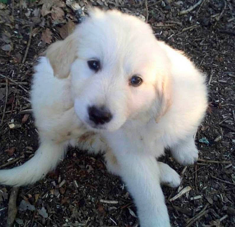 Naya participe au concours pour gagner de l'argent avec cette photo : canidae, carnivore, companion_dog, dog, dog_breed, fur, grass, kuvasz, livestock_guardian_dog, maremma_sheepdog, non_sporting_group, polish_tatra_sheepdog, puppy, small_greek_domestic_dog, snout, soil, sporting_group, terrestrial_animal, working_animal