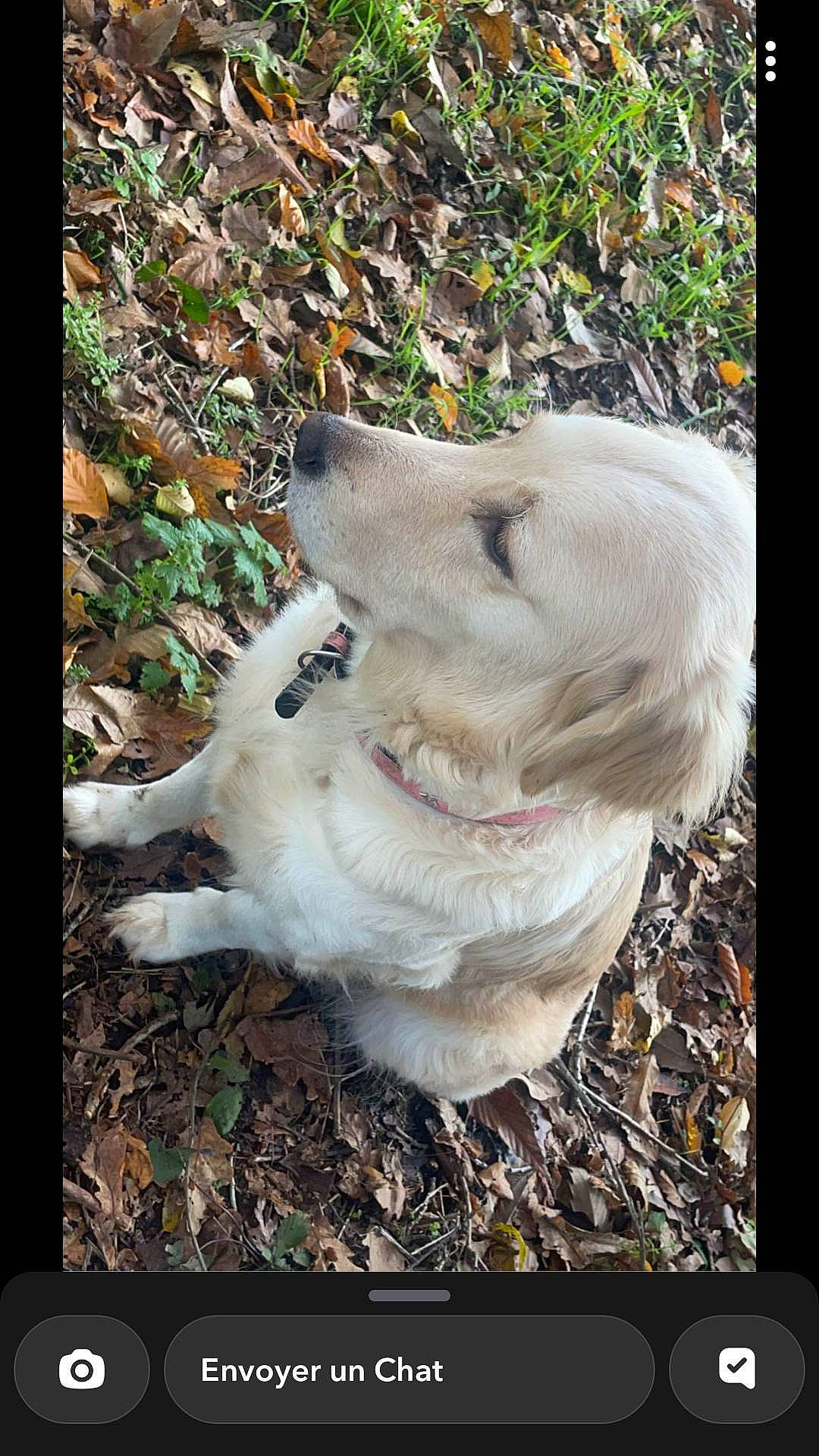 Naya a rejoint le concours — aidez-le/la à gagner de superbes lots ! canidae, carnivore, companion_dog, dog, dog_breed, fang, fawn, felidae, grass, jaw, paw, plant, rectangle, retriever, shark, snout, sporting_group, tail, wood, working_animal