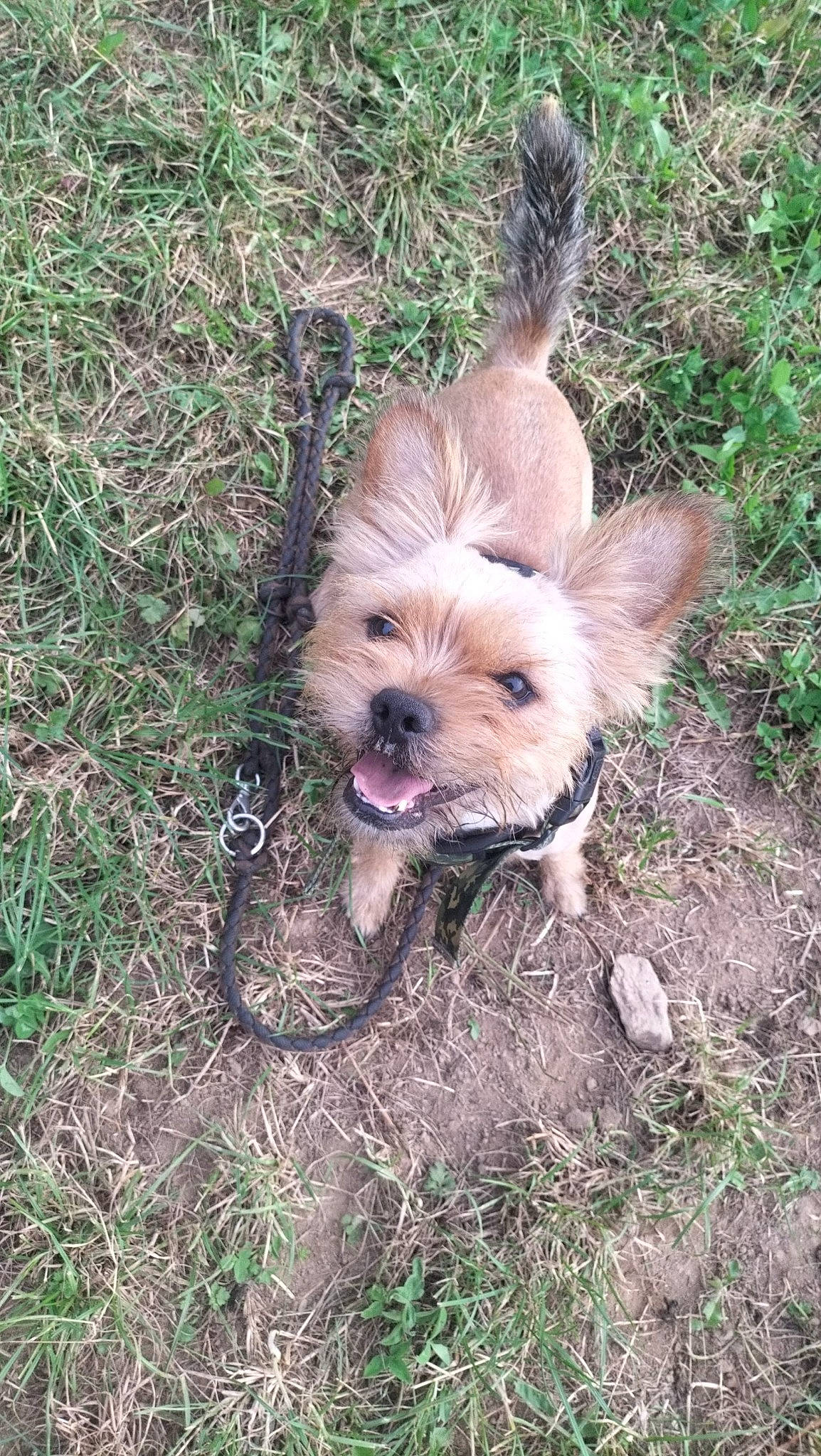 Guizmo a rejoint le concours — aidez-le/la à gagner de superbes lots ! canidae, carnivore, companion_dog, dog, dog_breed, dog_supply, fawn, fur, grass, liver, plant, small_terrier, snout, soil, sporting_group, terrestrial_animal, terrier, toy_dog, working_animal, yorkshire_terrier