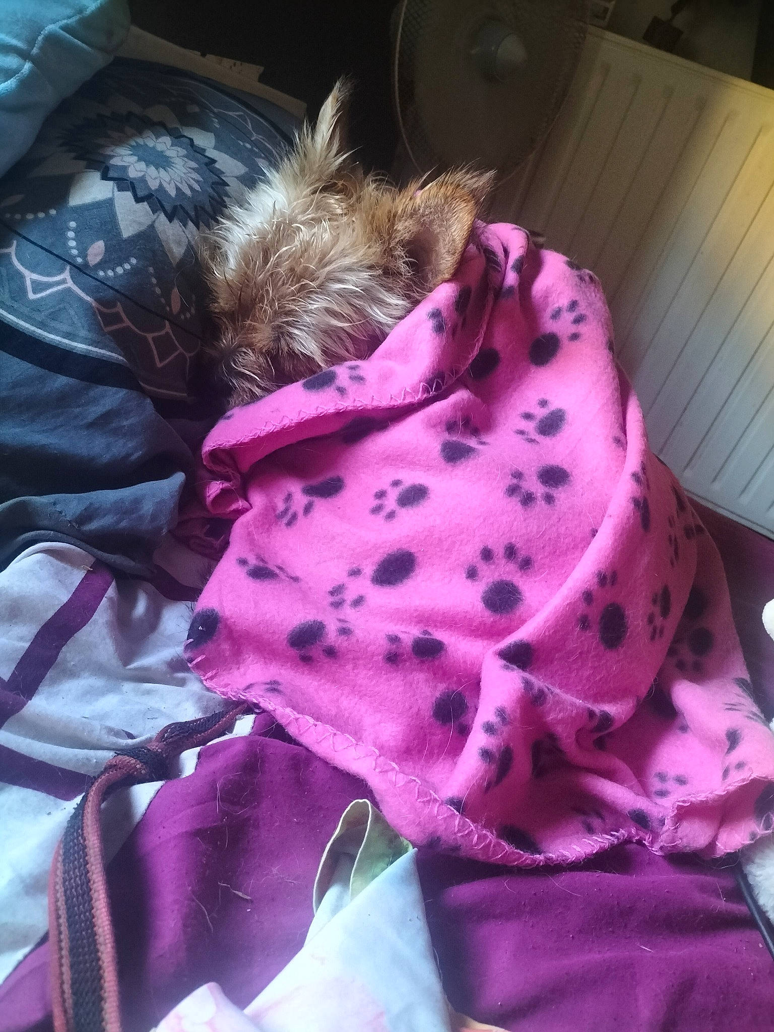 Guizmo participe au concours pour gagner de l'argent avec cette photo : baby_toddler_clothing, bedding, blanket, child, comfort, companion_dog, fur, linens, magenta, nap, outerwear, pattern, petal, pink, purple, sleep, sleeve, textile, toddler, violet