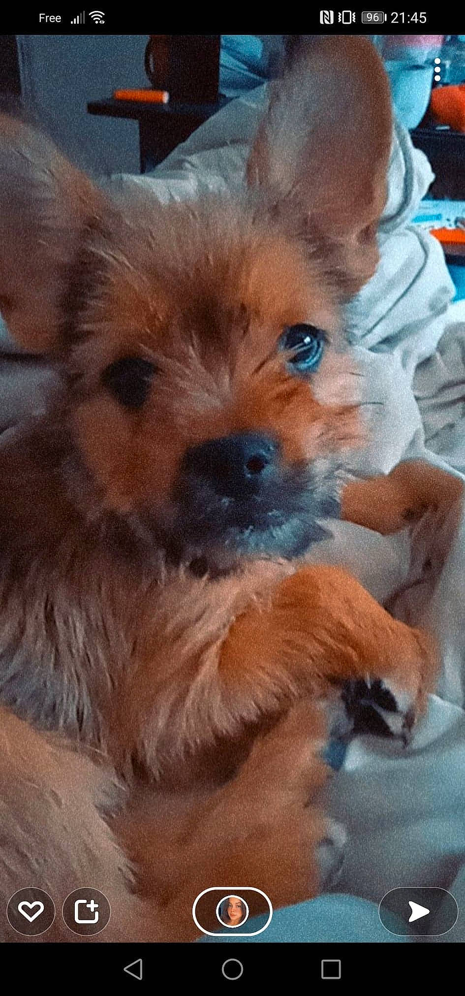 Guizmo a rejoint le concours — aidez-le/la à gagner de superbes lots ! ancient_dog_breeds, canidae, carnivore, companion_dog, corgi_chihuahua, dog, dog_breed, ear, fawn, fur, liver, non_sporting_group, puppy, snout, sporting_group, terrestrial_animal, toy_dog, whiskers, working_animal, working_dog