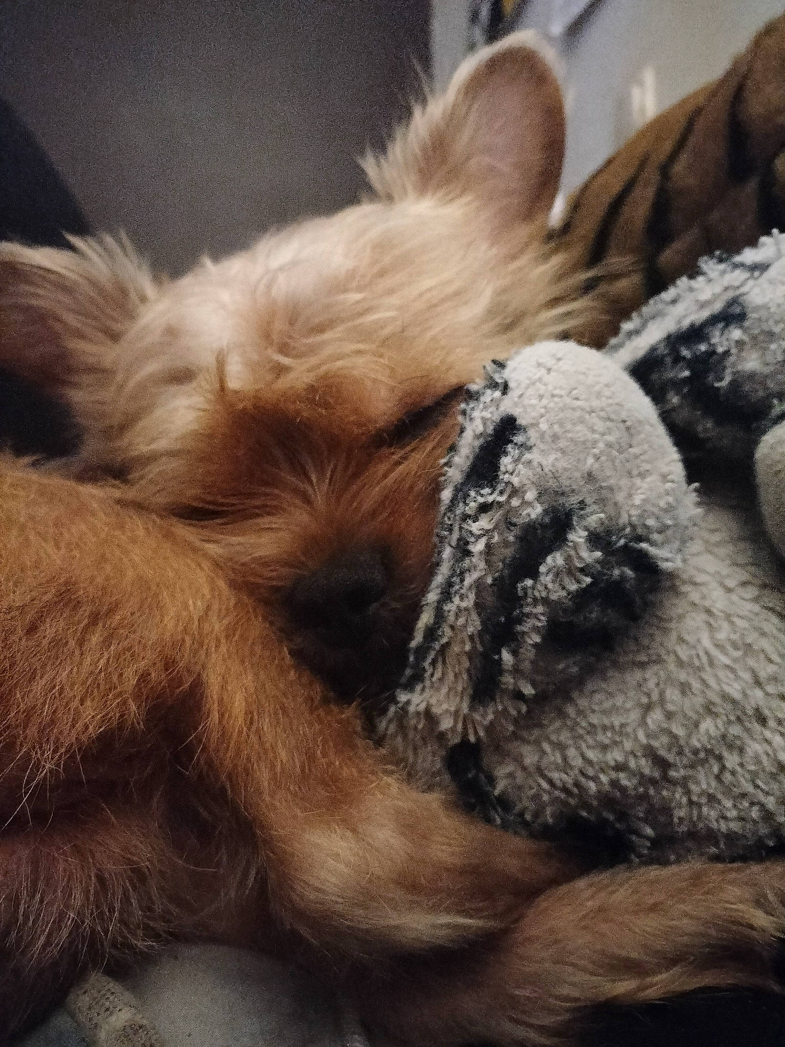 Guizmo a rejoint le concours — aidez-le/la à gagner de superbes lots ! canidae, carnivore, claw, cloud, comfort, companion_dog, dog, dog_breed, ear, fawn, felidae, fur, liver, paw, snout, sporting_group, tail, terrestrial_animal, whiskers, working_animal