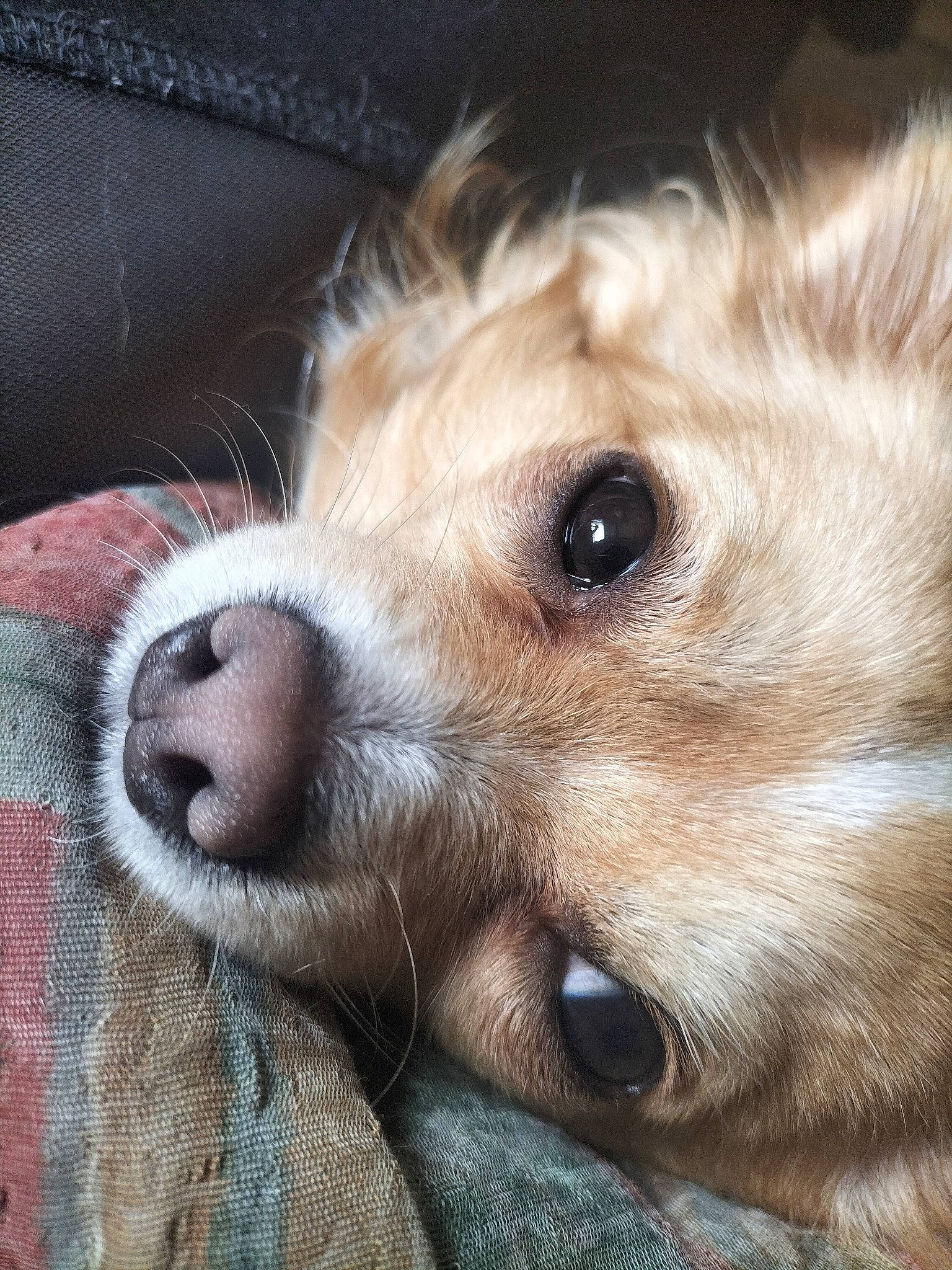 Sensa participe au concours pour gagner de l'argent avec cette photo : ball, canidae, carnivore, companion_dog, dog, dog_breed, ear, fawn, fur, german_spitz, german_spitz_mittel, paw, pomeranian, spitz, sporting_group, toy, toy_dog, volpino_italiano, whiskers, working_animal