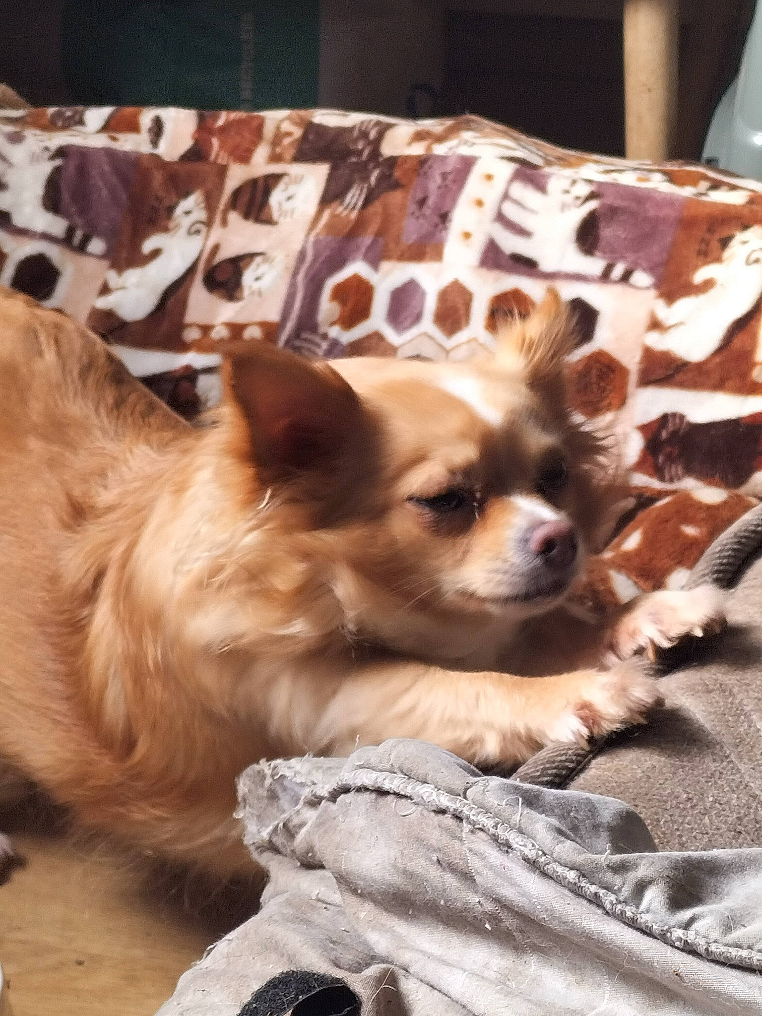 Sensa participe au concours pour gagner de l'argent avec cette photo : canidae, carnivore, chihuahua, companion_dog, corgi_chihuahua, dog, dog_breed, dog_supply, fawn, fur, german_spitz, liver, russkiy_toy, snout, sporting_group, tibetan_spaniel, toy_dog, volpino_italiano, whiskers, working_animal