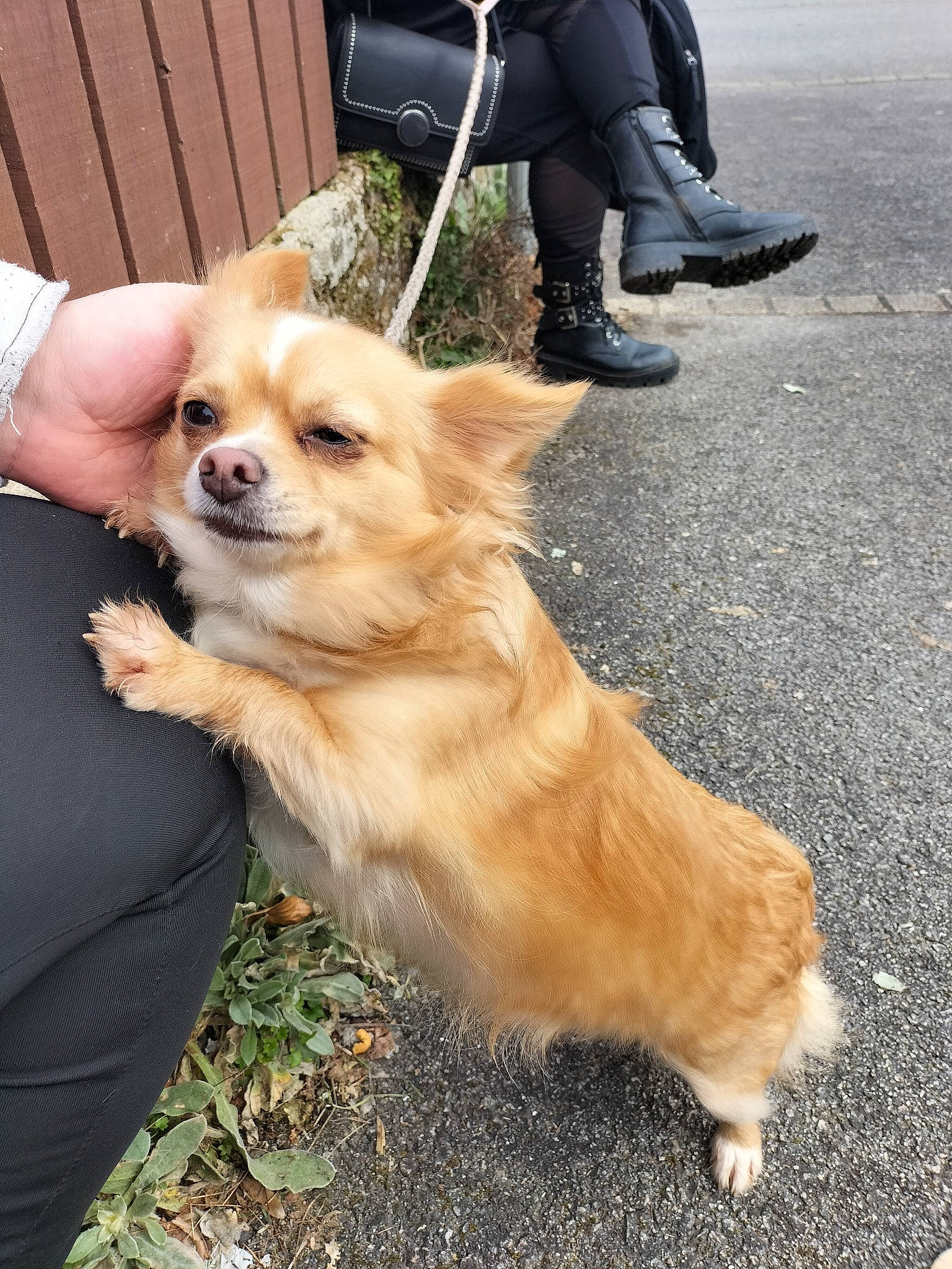 Sensa a rejoint le concours — aidez-le/la à gagner de superbes lots ! carnivore, chair, collar, companion_dog, corgi_chihuahua, dog, dog_breed, fawn, foot, fur, grass, human_leg, plant, road_surface, small_greek_domestic_dog, snout, terrestrial_animal, toy_dog, walking, whiskers