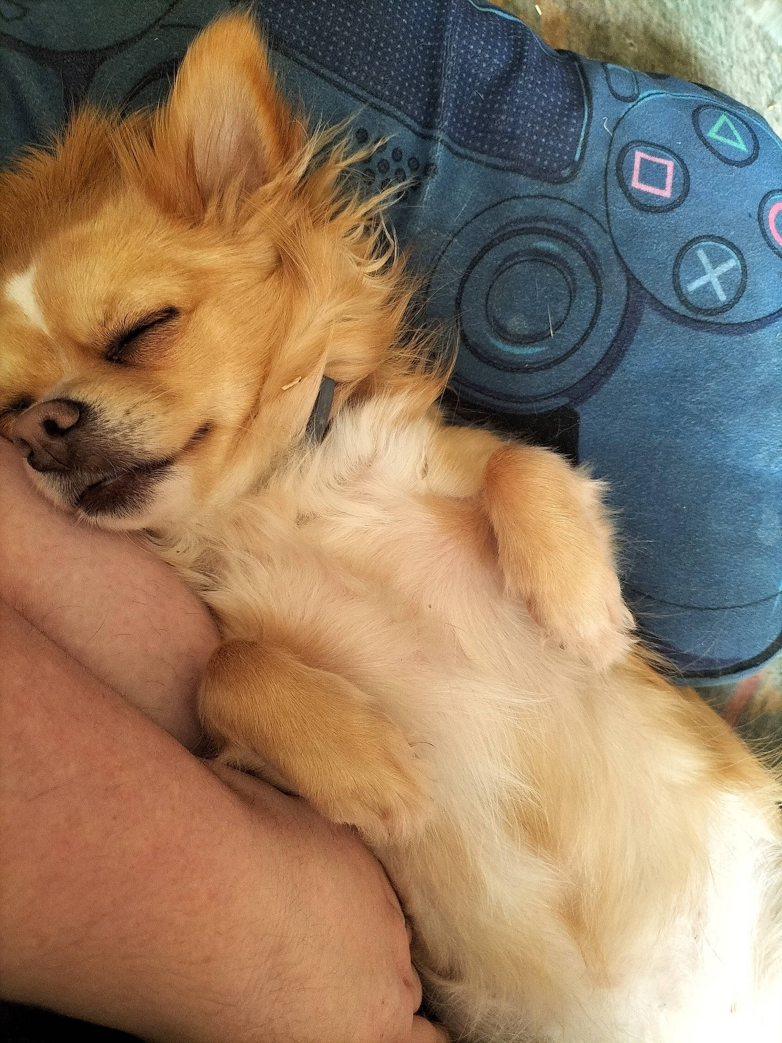 Sensa participe au concours pour gagner de l'argent avec cette photo : camera, cameras_optics, canidae, carnivore, companion_dog, dog, dog_breed, electric_blue, fawn, fur, gadget, human_leg, liver, paw, point_and_shoot_camera, snout, sporting_group, thigh, toy_dog, whiskers