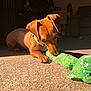 Lincoln is registered to the contest to win money with this photo: dog, puppy, brown_dog, green_collar, plush_toy, carpet, indoor, sunlight, shadow, pet, chewing, cute, small_dog, focused, cozy, home, toy, animal, playing, relaxing