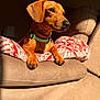dog, dachshund, pet, indoor, couch, blanket, sunlight, collar, brown, cozy, relaxed, animal, fur, paw, nose, ears, home, furniture, resting, portrait