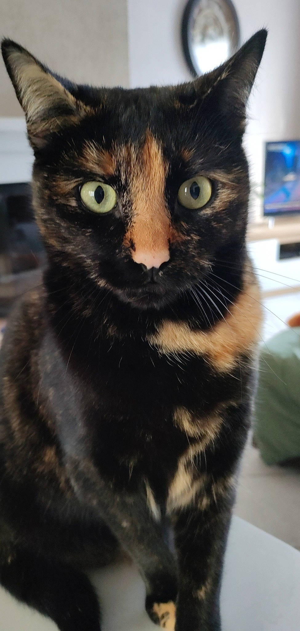 Souki a rejoint le concours — aidez-le/la à gagner de superbes lots ! art, black_cat, carnivore, cat, domestic_short_haired_cat, eye, felidae, fur, head, paw, small_to_medium_sized_cats, snout, tree, whiskers