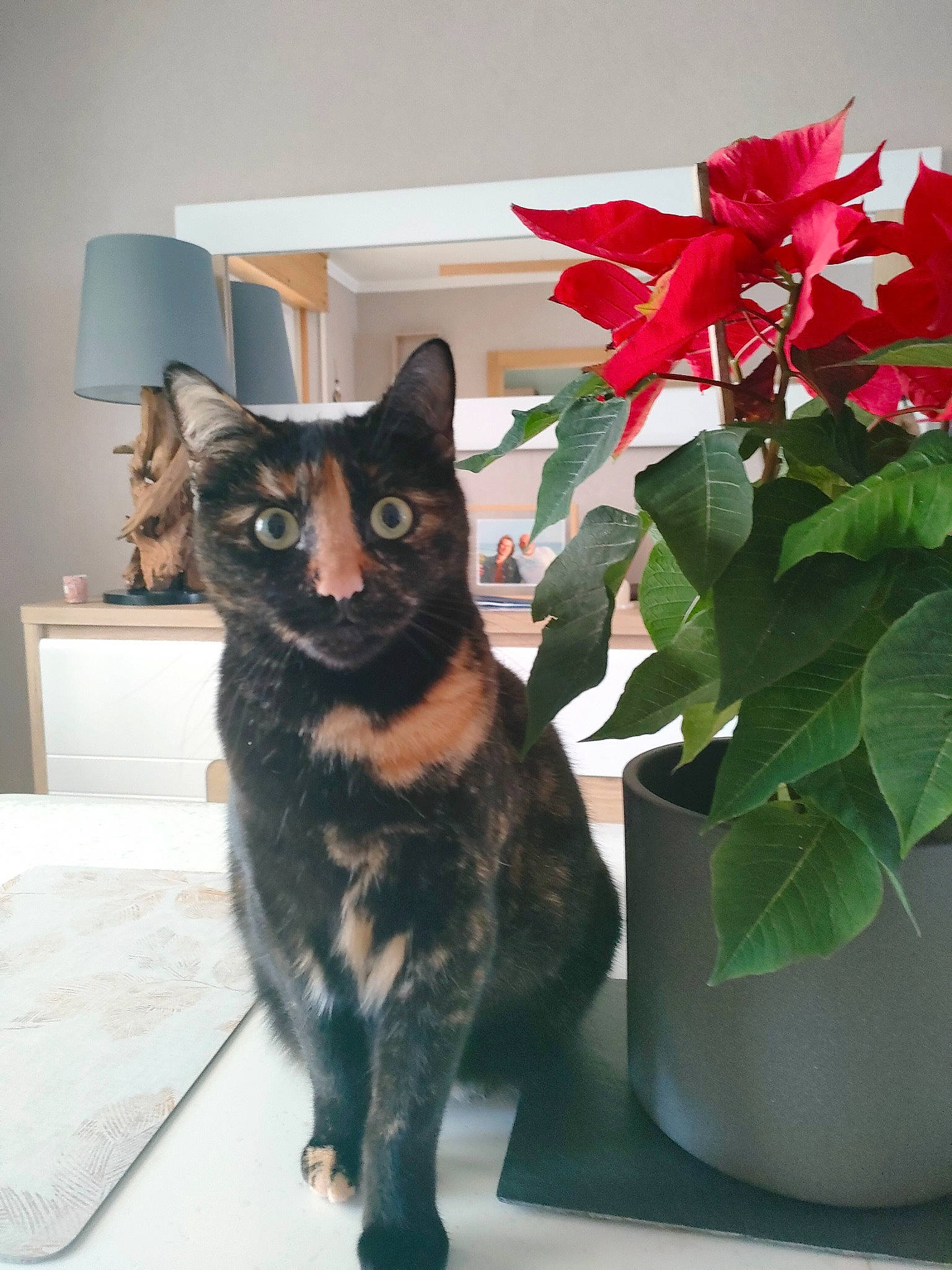Souki a rejoint le concours — aidez-le/la à gagner de superbes lots ! black_cat, bombay, carmine, carnivore, cat, chair, domestic_short_haired_cat, felidae, flooring, flower, flowering_plant, flowerpot, fur, herbaceous_plant, houseplant, petal, plant, small_to_medium_sized_cats, tail, whiskers