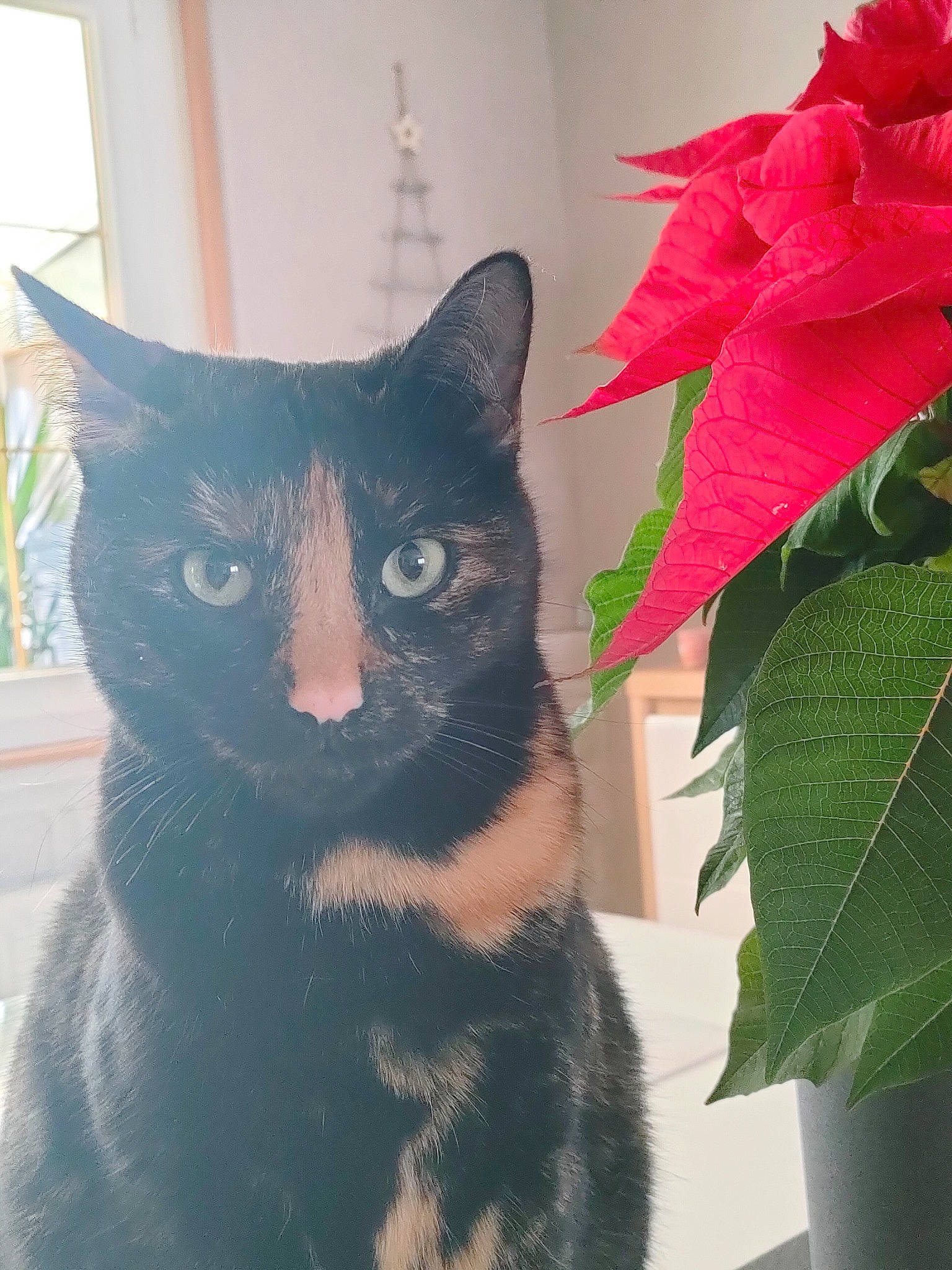 Souki participe au concours pour gagner de l'argent avec cette photo : black_cat, carnivore, cat, domestic_short_haired_cat, felidae, flower, flowering_plant, flowerpot, fur, houseplant, petal, plant, poinsettia, small_to_medium_sized_cats, snout, tail, tints_and_shades, tree, whiskers, window