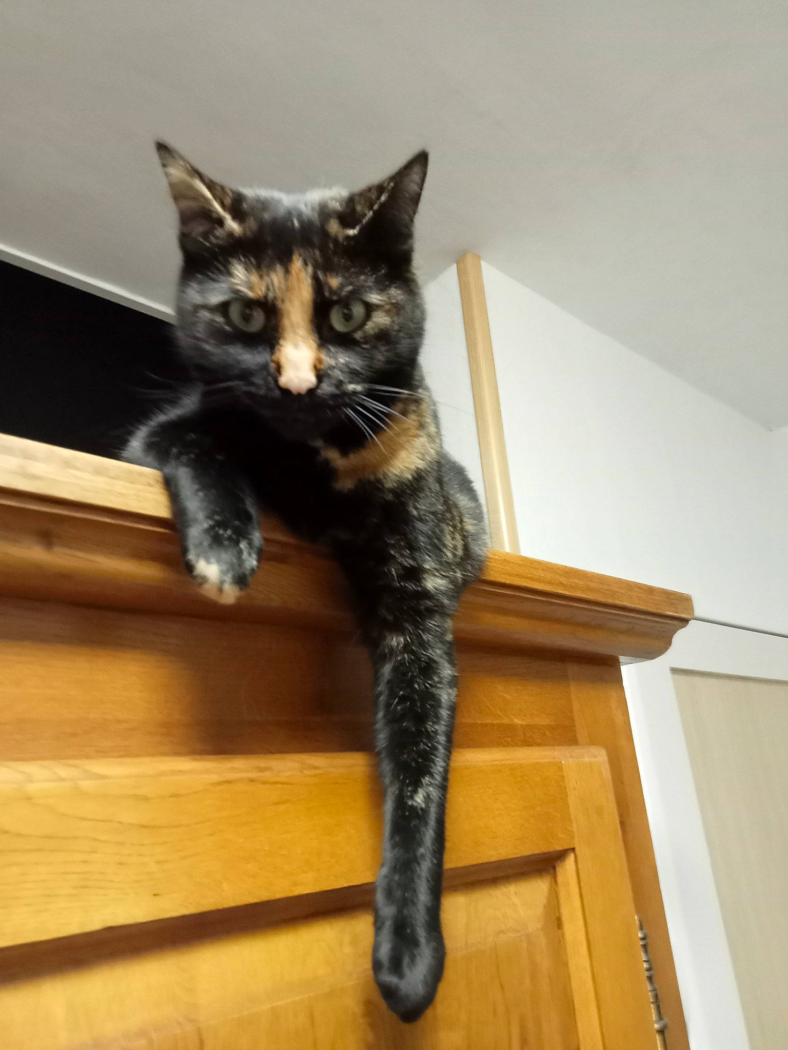 Souki participe au concours pour gagner de l'argent avec cette photo : black_cat, carnivore, cat, claw, domestic_short_haired_cat, felidae, flooring, fur, hardwood, room, small_to_medium_sized_cats, snout, tail, terrestrial_animal, whiskers, wood, wood_flooring