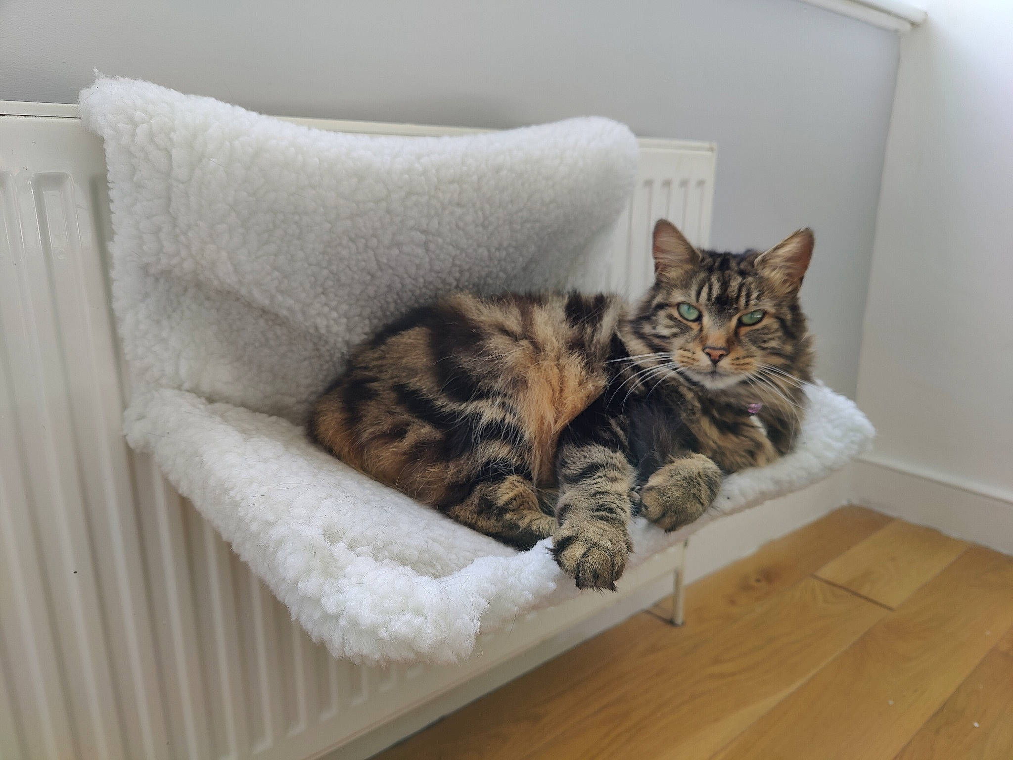 Tabitha joined the competition — help win amazing prizes! bed, bedding, carnivore, cat, comfort, couch, domestic_short_haired_cat, felidae, floor, flooring, fur, grey, hardwood, linens, paw, small_to_medium_sized_cats, tail, vertebrate, whiskers, wood