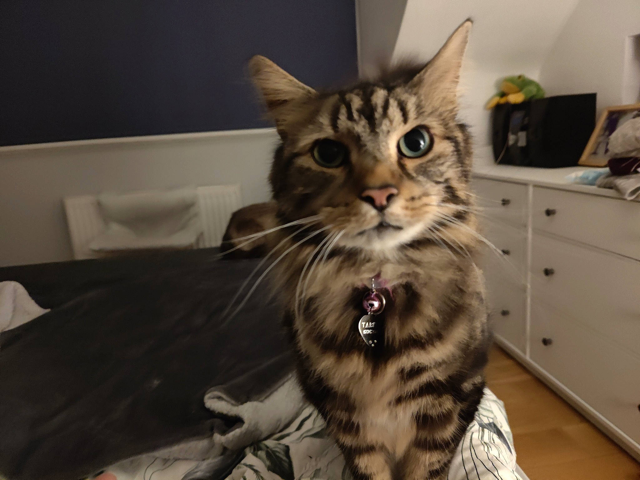 Tabitha joined the competition — help win amazing prizes! cabinetry, carnivore, cat, comfort, domestic_short_haired_cat, drawer, dresser, felidae, fur, paw, small_to_medium_sized_cats, snout, whiskers