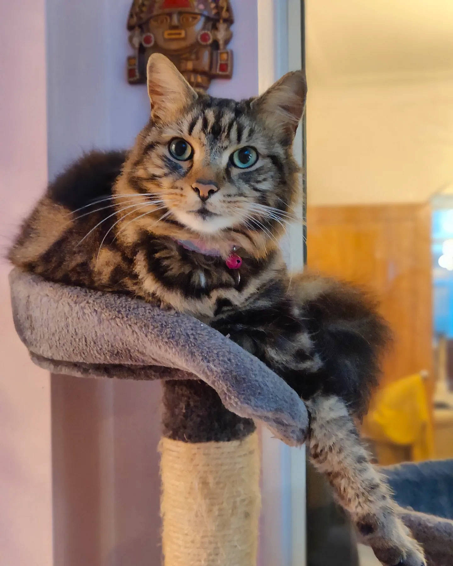 Tabitha is registered to the contest to win money with this photo: carnivore, cat, cat_bed, cat_furniture, cat_supply, claw, domestic_short_haired_cat, felidae, fur, natural_material, paw, pet_supply, small_to_medium_sized_cats, snout, tail, terrestrial_animal, tree, whiskers, window