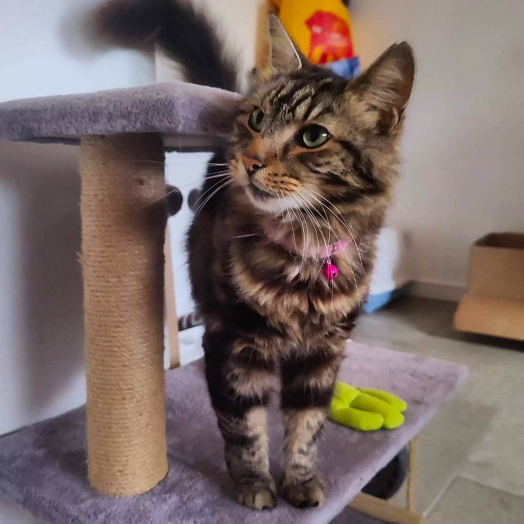 Tabitha is registered to the contest to win money with this photo: carnivore, cat, claw, comfort, domestic_short_haired_cat, electric_blue, felidae, foot, fur, paw, sitting, small_to_medium_sized_cats, snout, tail, whiskers