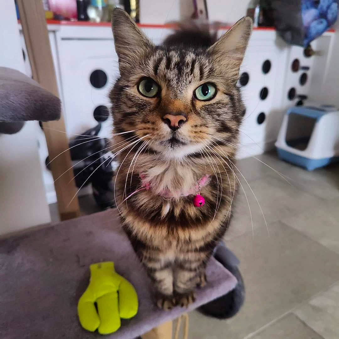 Tabitha joined the competition — help win amazing prizes! box, carnivore, cat, domestic_short_haired_cat, felidae, fur, kitchen_appliance, paw, small_to_medium_sized_cats, toy, whiskers