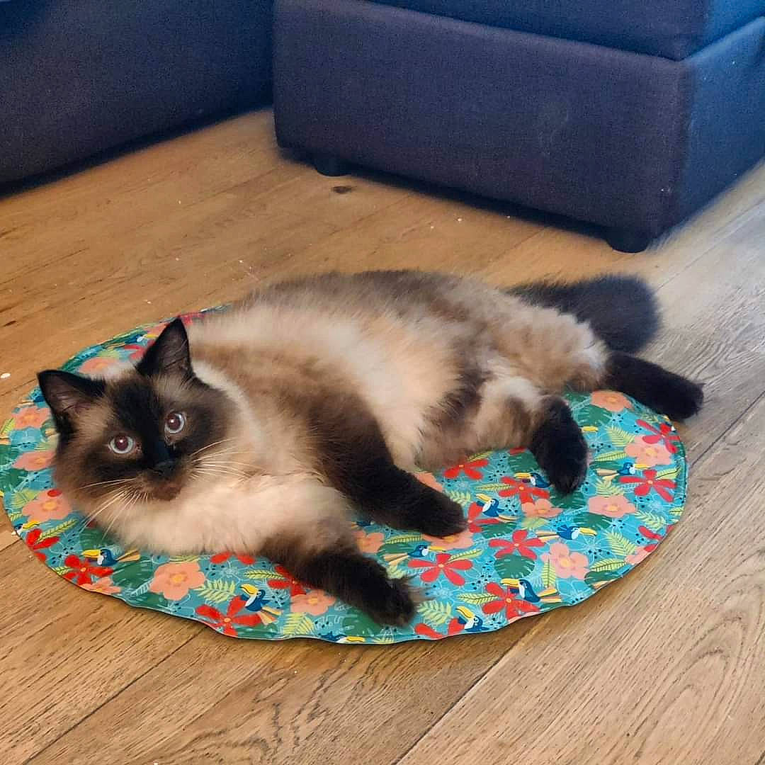 Dobby joined the competition — help win amazing prizes! birman, carnivore, cat, claw, comfort, fawn, felidae, flooring, foot, fur, hardwood, siamese, small_to_medium_sized_cats, tail, thai, whiskers, wood