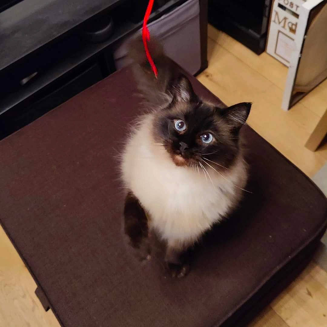 Dobby is registered to the contest to win money with this photo: box, carnivore, cat, computer_keyboard, domestic_short_haired_cat, felidae, floor, flooring, fur, grey, hardwood, paw, pet_supply, rectangle, small_to_medium_sized_cats, snout, tail, whiskers, wood, wood_flooring