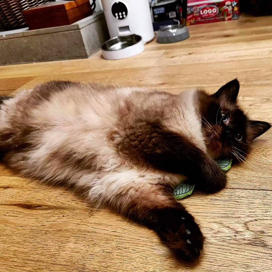 Dobby joined the competition — help win amazing prizes! carnivore, cat, coffeemaker, domestic_short_haired_cat, fawn, felidae, floor, flooring, foot, fur, hardwood, kitchen_appliance, siamese, small_to_medium_sized_cats, snout, table, tail, thai, whiskers, wood