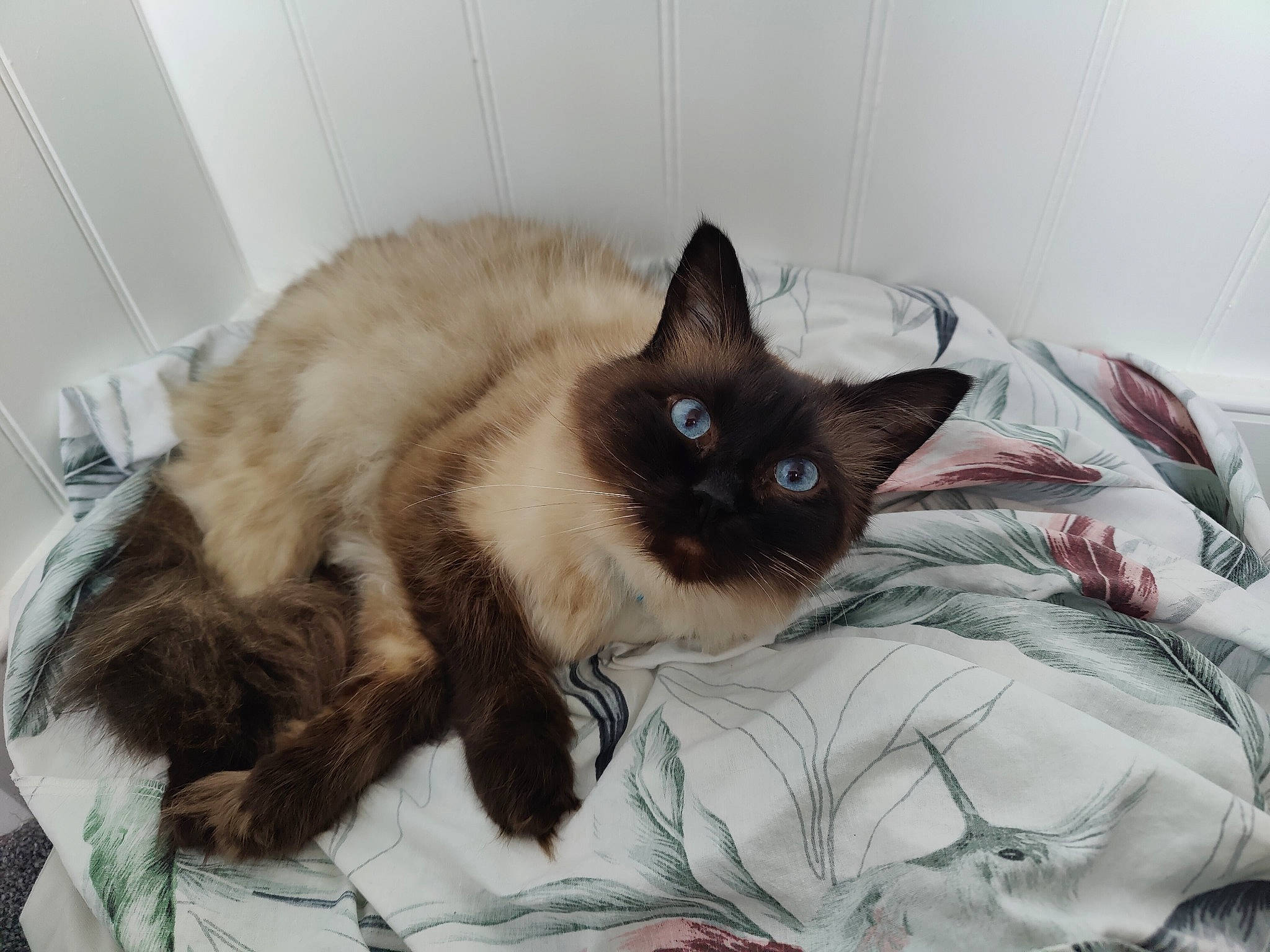 Dobby is registered to the contest to win money with this photo: balinese, bedding, birman, carnivore, cat, cat_supply, comfort, fawn, felidae, fur, linens, pattern, siamese, small_to_medium_sized_cats, snout, tail, terrestrial_animal, thai, whiskers