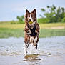 animal, ball, canine, cockerspaniel, collie, dog, hound, husky, nature, outdoors, pet, pointer, pond, puppy, sport, summer, tennis, tennisball, terrier, water
