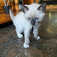 Melissa is registered to the contest to win money with this photo: animal, blue_eyes, cat, collar, curious, cute, domestic_animal, floor, fur, home, indoor, kitten, pet, plant, siamese, small, standing, whiskers, wooden_furniture, young