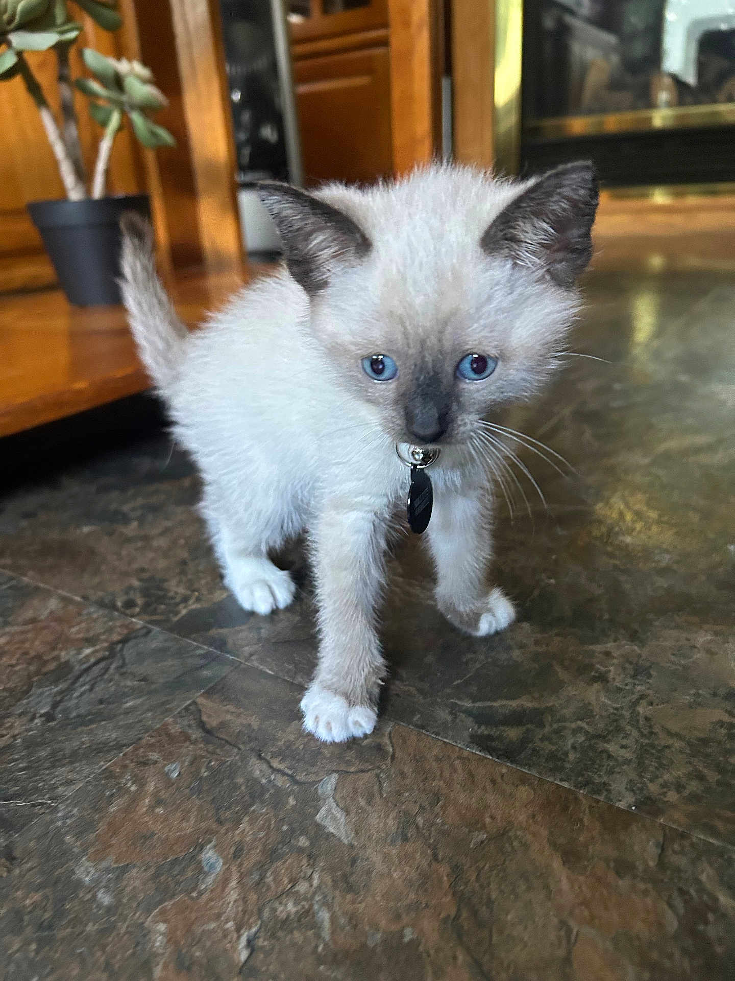 Melissa is registered to the contest to win money with this photo: animal, blue_eyes, cat, collar, curious, cute, domestic_animal, floor, fur, home, indoor, kitten, pet, plant, siamese, small, standing, whiskers, wooden_furniture, young
