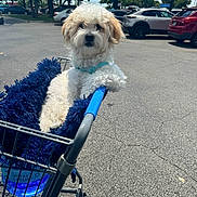 Booger is registered to the contest to win money with this photo: dog, shopping_cart, blanket, parking_lot, outdoor, daytime, pet, canine, white_dog, fur, blue_harness, car, vehicle, tree, sunny, sidewalk, urban, leisure, resting, curious