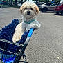 dog, shopping_cart, blanket, parking_lot, outdoor, daytime, pet, canine, white_dog, fur, blue_harness, car, vehicle, tree, sunny, sidewalk, urban, leisure, resting, curious