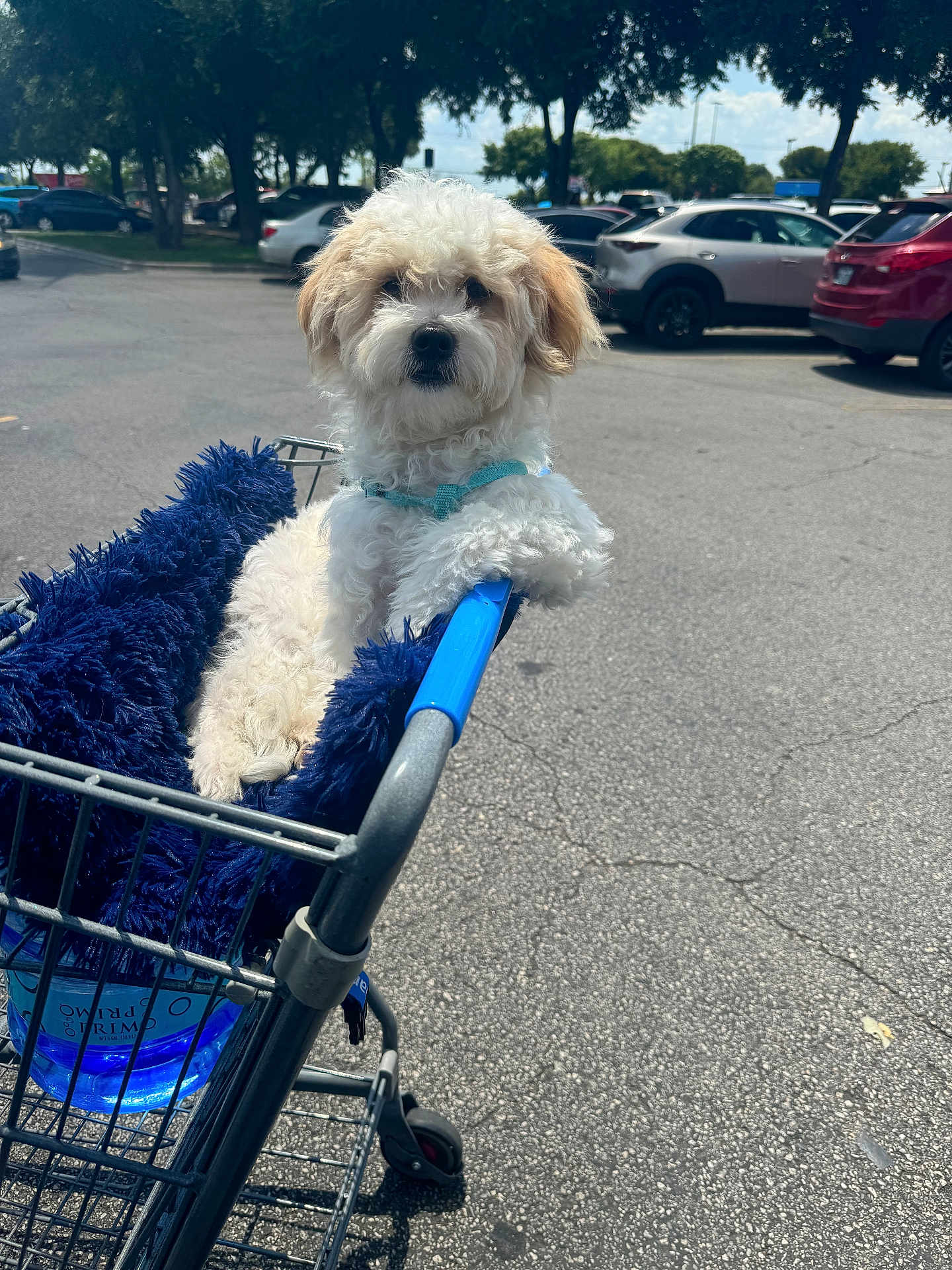 Booger is registered to the contest to win money with this photo: dog, shopping_cart, blanket, parking_lot, outdoor, daytime, pet, canine, white_dog, fur, blue_harness, car, vehicle, tree, sunny, sidewalk, urban, leisure, resting, curious