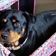 Nikka joined the competition — help win amazing prizes! dog, rottweiler, pet_bed, pink, floral_pattern, indoor, animal, canine, collar, resting, cute, looking_up, comfort, furniture, domestic, close_up, black_and_tan, soft, blurred, portrait