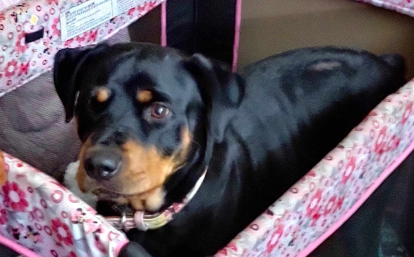 Nikka joined the competition — help win amazing prizes! dog, rottweiler, pet_bed, pink, floral_pattern, indoor, animal, canine, collar, resting, cute, looking_up, comfort, furniture, domestic, close_up, black_and_tan, soft, blurred, portrait